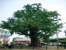 옥천동 은행나무(玉川洞 銀杏나무) 이미지