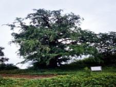 운산리 은행나무(雲山里 銀杏나무) 이미지