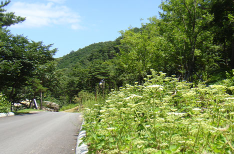 약용식물원