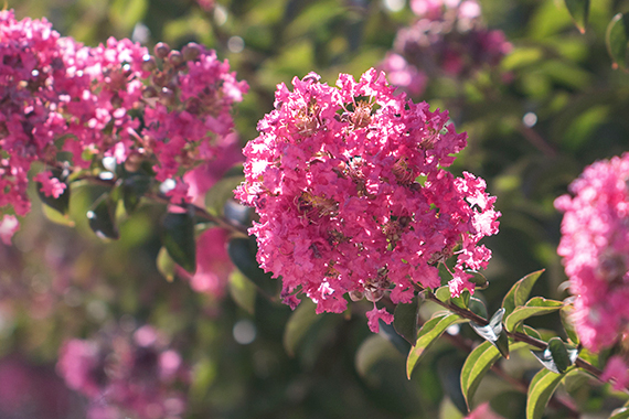 Crape myrtle