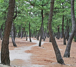 Câu chuyện mùa hè thanh bình được kể bởi biển