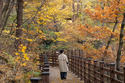 Rừng chữa lành Daegwallyeong