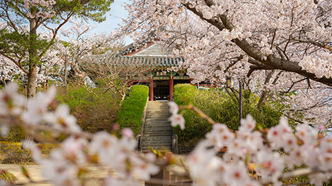Gyeongpo Cherry Blossom Festival