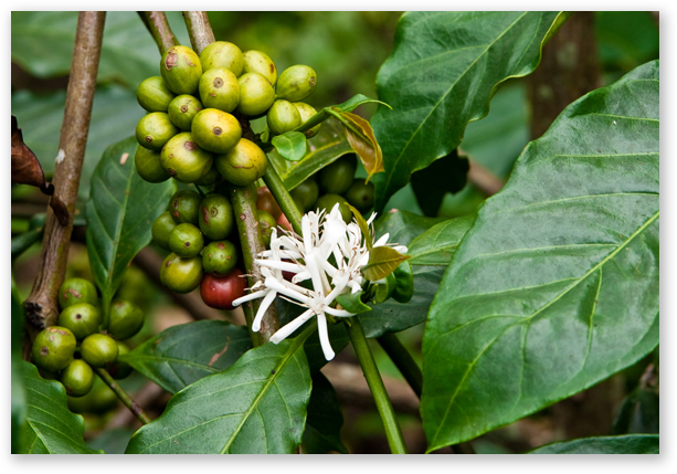 커피꽃과 커피열매가 달린 커피나무의 클로즈업 사진