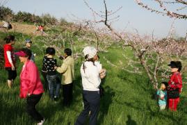 장덕리 복사꽃 잔치 이미지